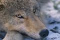 Canis lupus pup closeup.jpg