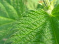 800px-Nettle.jpg